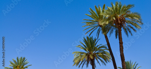 Palm Tree on Blue Sky-Menara parc in Marrakech-Morocco