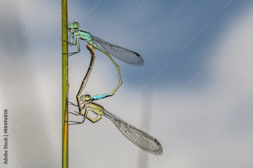 Große Pechlibelle (Ischnura elegans)