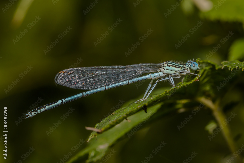 Gemeine Federlibelle (Platycnemis pennipes) Gemeine Federlibelle (Platycnemis pennipes)