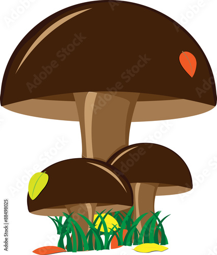 Vector autumn edible mushrooms in the grass on a white background  