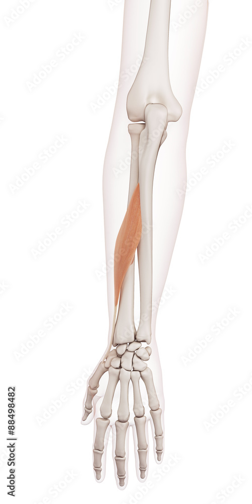 medically accurate muscle illustration of the abductor pollicis longus