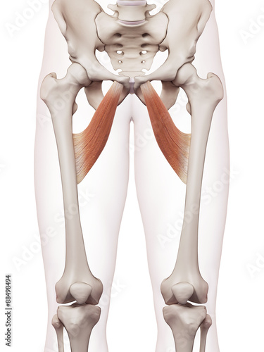 medically accurate muscle illustration of the adductor brevis photo
