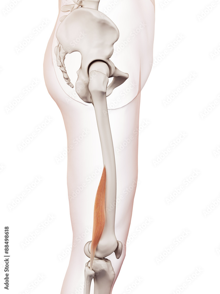 medically accurate muscle illustration of the biceps femoris short medically accurate muscle illustration of the biceps femoris short