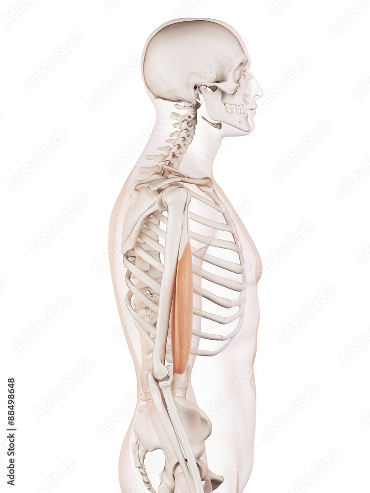 medically accurate muscle illustration of the biceps medically accurate muscle illustration of the biceps