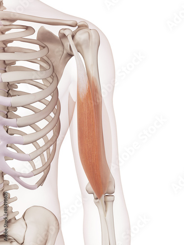 medically accurate muscle illustration of the biceps brachii short head photo