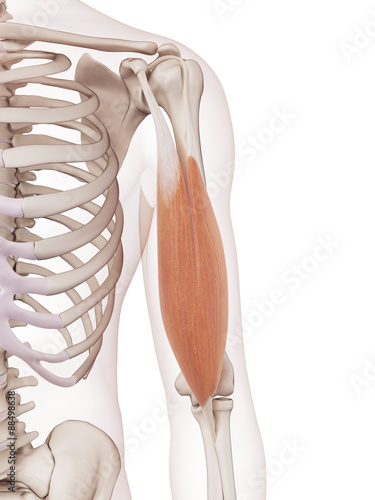 medically accurate muscle illustration of the biceps photo