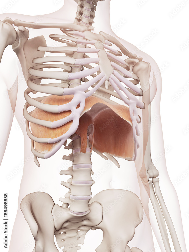 medically accurate muscle illustration of the diaphragm - obrazy, fototapety, plakaty 