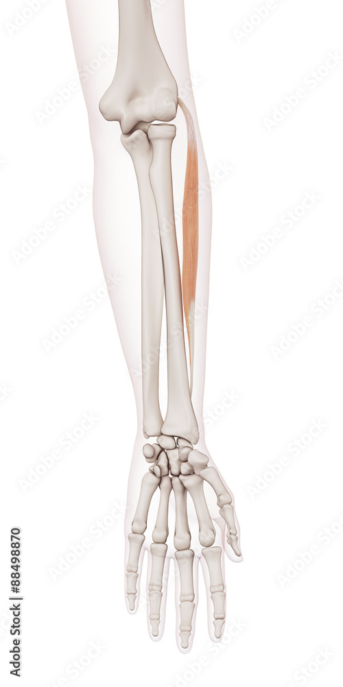 medically accurate muscle illustration of the extensor carpi radialis brevis medically accurate muscle illustration of the extensor carpi radialis brevis