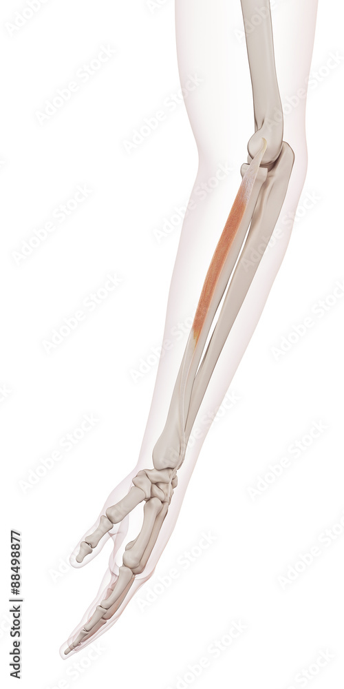 medically accurate muscle illustration of the extensor carpi radialis brevis medically accurate muscle illustration of the extensor carpi radialis brevis