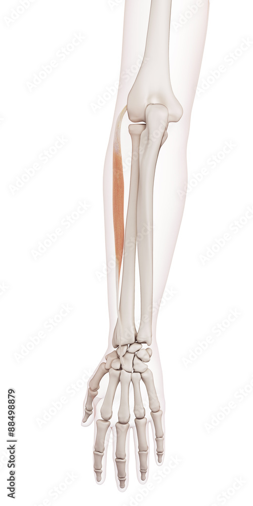 medically accurate muscle illustration of the extensor carpi radialis brevis