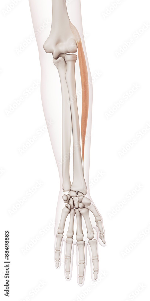 medically accurate muscle illustration of the extensor carpi radialis longus medically accurate muscle illustration of the extensor carpi radialis longus