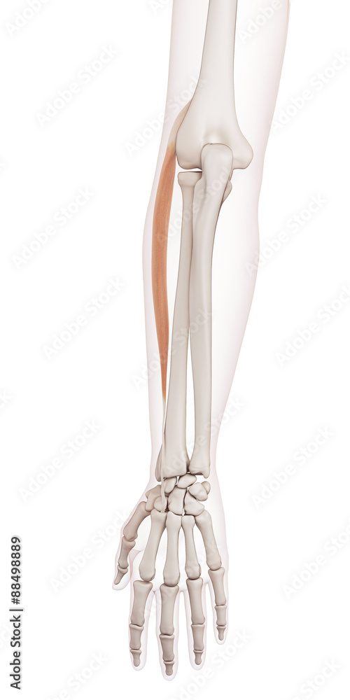 medically accurate muscle illustration of the extensor carpi radialis longus medically accurate muscle illustration of the extensor carpi radialis longus