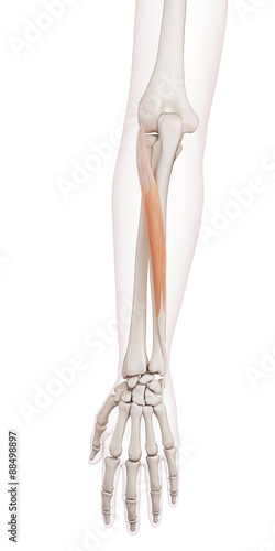 medically accurate muscle illustration of the extensor carpi ulnaris