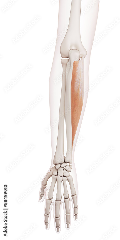 medically accurate muscle illustration of the flexor carpi ulnaris medically accurate muscle illustration of the flexor carpi ulnaris