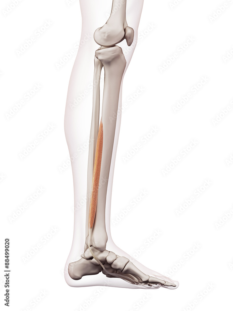 medically accurate muscle illustration of the flexor digitorum longus medically accurate muscle illustration of the flexor digitorum longus