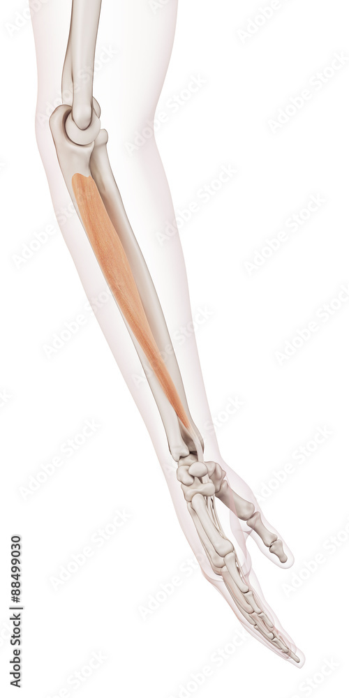 medically accurate muscle illustration of the digitorum profundus