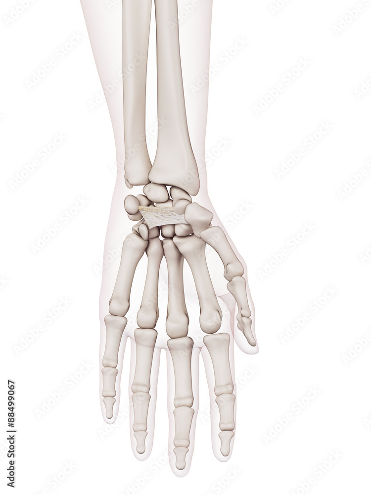 medically accurate muscle illustration of the flexor retinaculum medically accurate muscle illustration of the flexor retinaculum