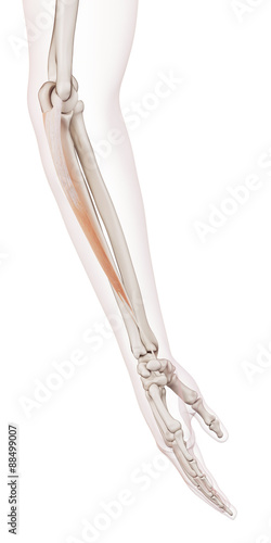 Foto medically accurate muscle illustration of the flexor carpi ulnaris
