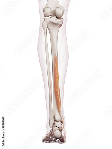 medically accurate muscle illustration of the flexor digitorum longus