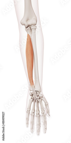 Bilde på lerret medically accurate muscle illustration of the digitorum profundus
