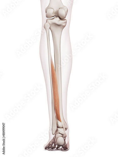 Canvastavla medically accurate muscle illustration of the flexor hallucis