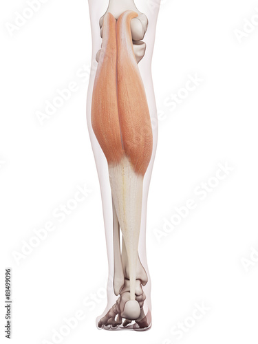medically accurate muscle illustration of the gastrocnemius photo