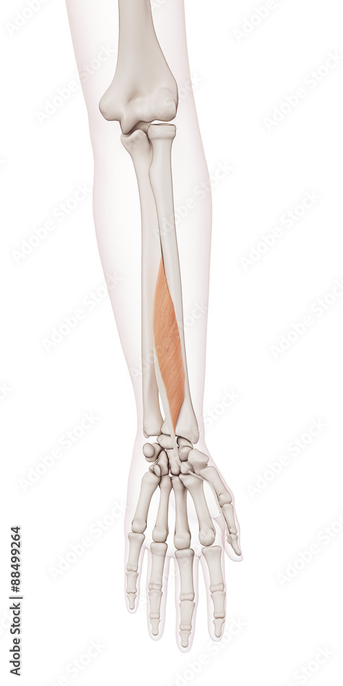 medically accurate muscle illustration of the flexor pollicis longus medically accurate muscle illustration of the flexor pollicis longus