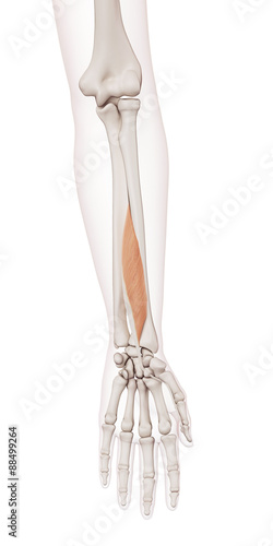 medically accurate muscle illustration of the flexor pollicis longus