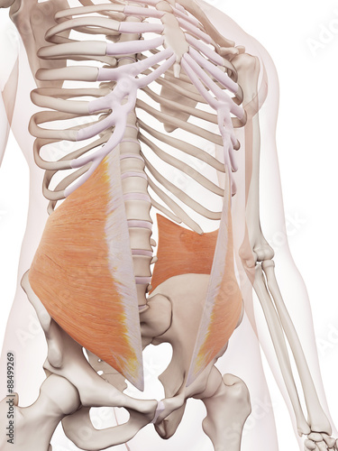 medically accurate muscle illustration of the internal oblique photo