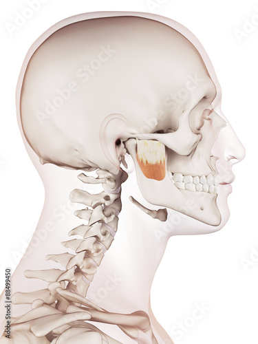 medically accurate muscle illustration of the masseter deep photo