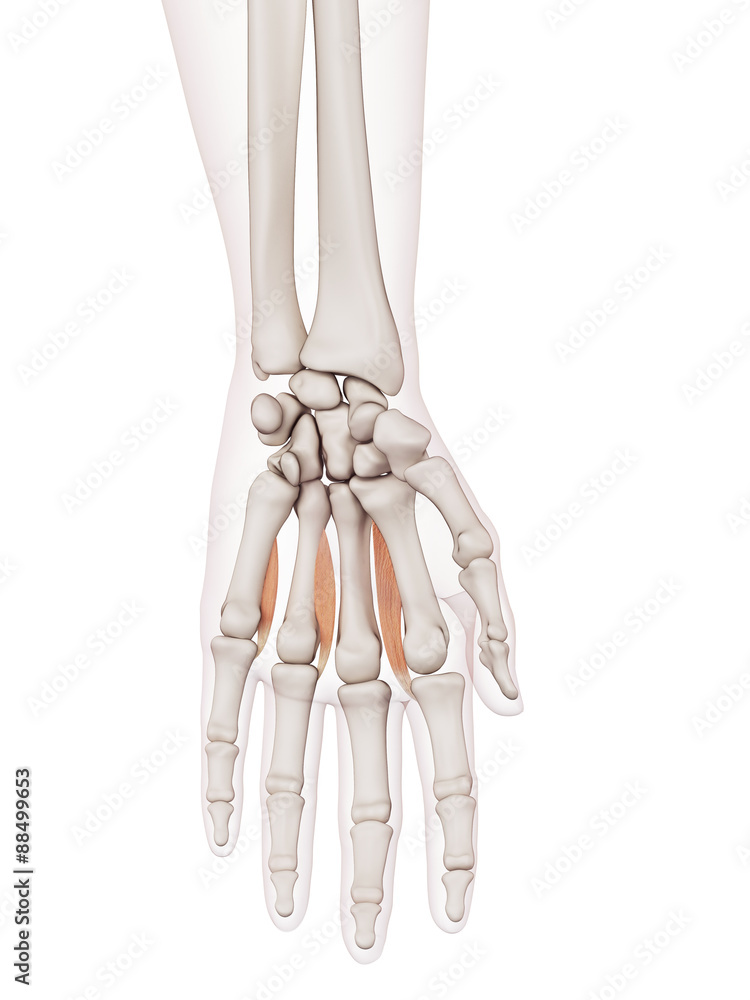 medically accurate muscle illustration of the palmar interosseous muscles medically accurate muscle illustration of the palmar interosseous muscles