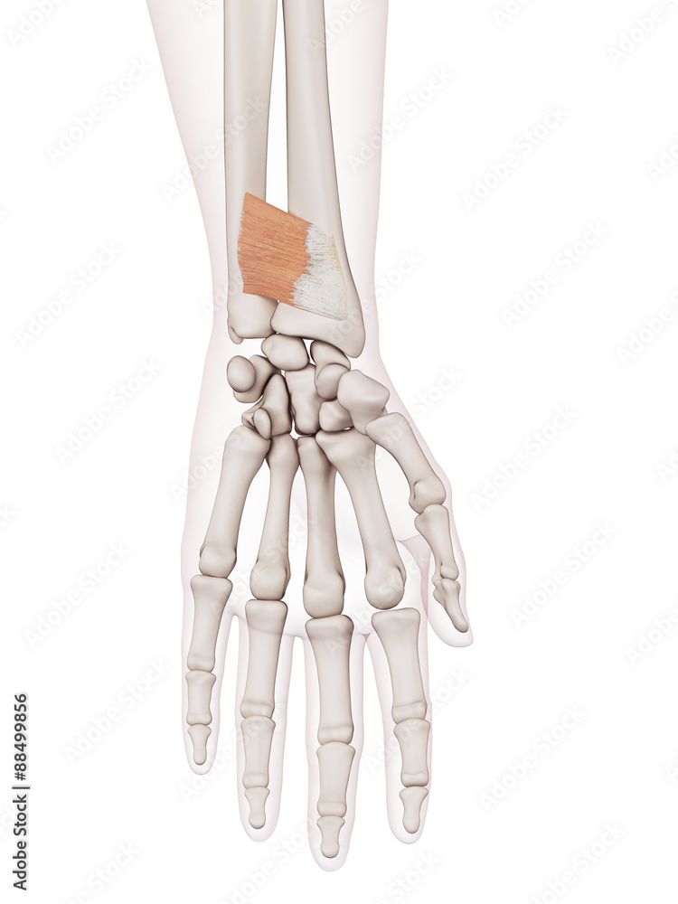 medically accurate muscle illustration of the palmaris brevis medically accurate muscle illustration of the palmaris brevis