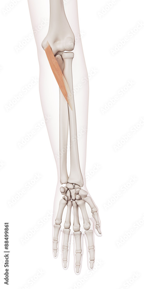 medically accurate muscle illustration of the pronator teres medically accurate muscle illustration of the pronator teres