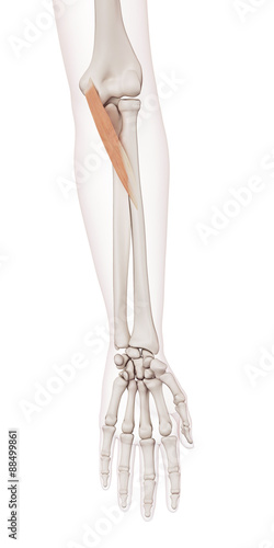 medically accurate muscle illustration of the pronator teres