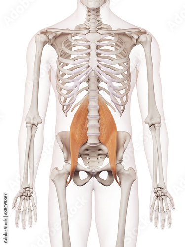 medically accurate muscle illustration of the psoas major photo