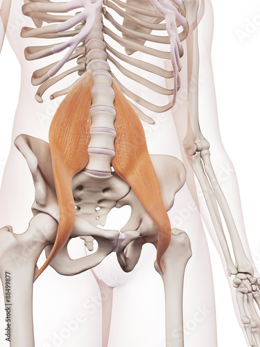 Canvas-taulu medically accurate muscle illustration of the psoas major