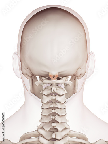 medically accurate muscle illustration of the rectus capitis posterior minor photo