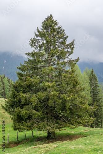 Zirbelkiefer auf einer Wiese photo