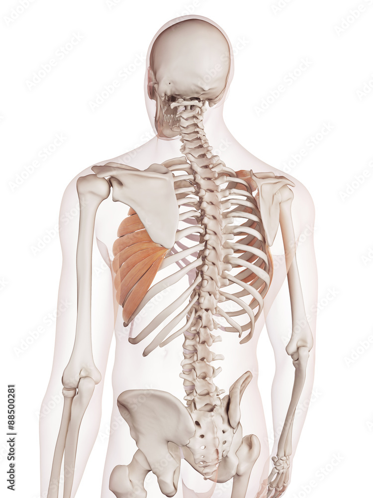 medically accurate muscle illustration of the serratus anterior