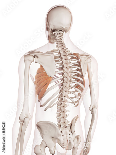 medically accurate muscle illustration of the serratus anterior photo