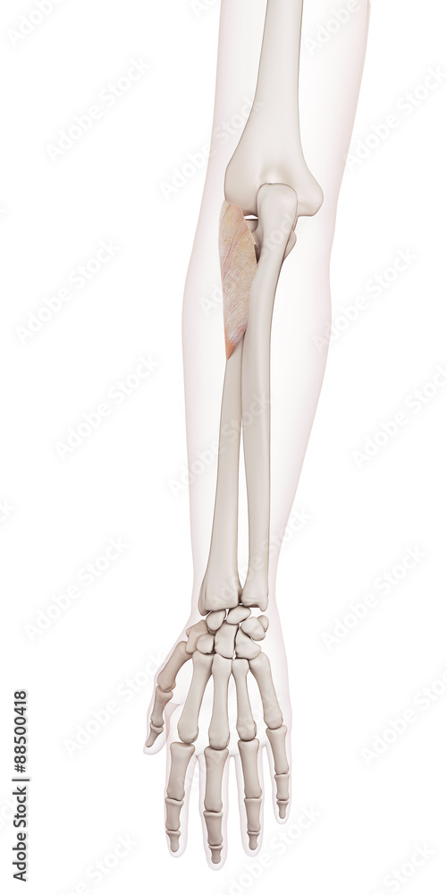 medically accurate muscle illustration of the supinator medically accurate muscle illustration of the supinator