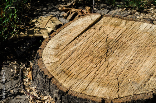 Background of truncated circle tree