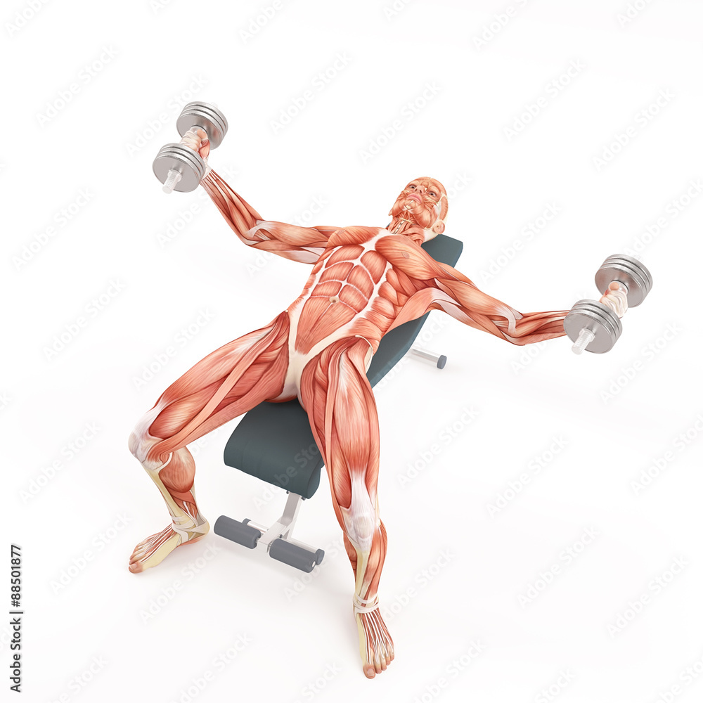 Bodybuilding gym exercising. Dumbbell Flyes. Chest muscle group. White