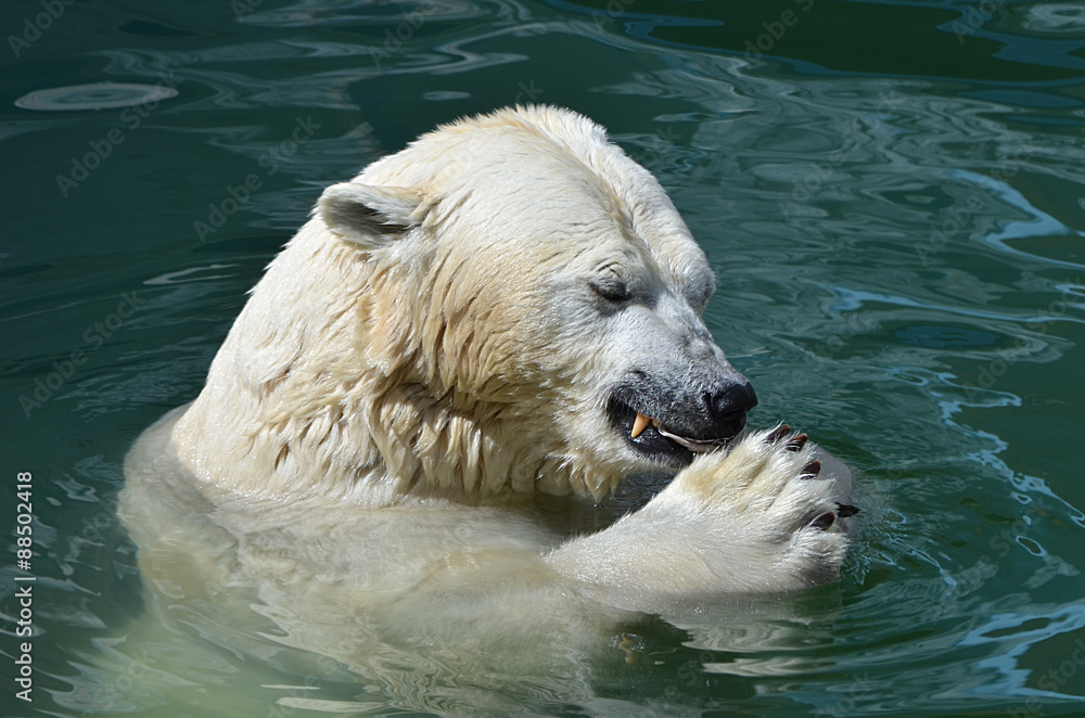 Белый медведь купается.