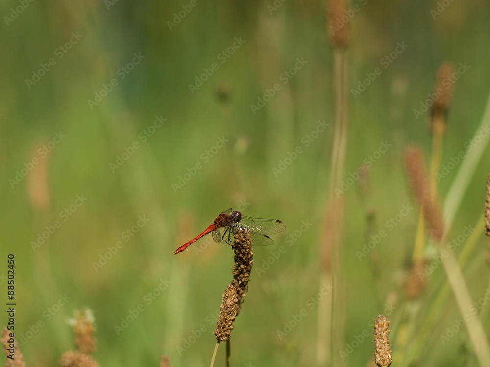 Red dragonfly at rest