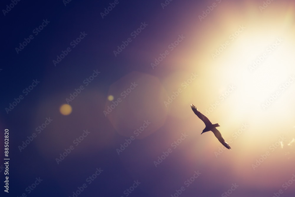Obraz premium Ptak mewa latający na niebie