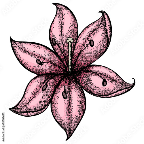 Fototapeta Naklejka Na Ścianę i Meble -  lily painted in a graphic style points and lines. A great figure for a tattoo