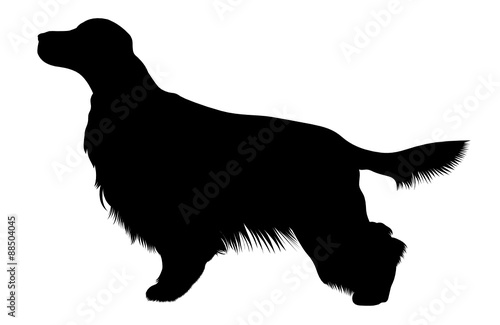 Irish Setter