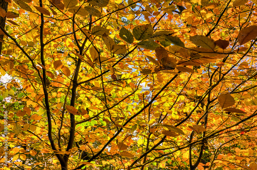 Goldene Buchenblätter im Gegenlicht Goldene Buchenblätter im Gegenlicht