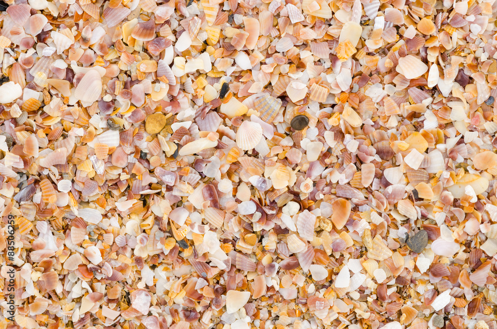 shell background on a sand beach shell background on a sand beach